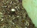 Видео Лов креветок у Луизианы.