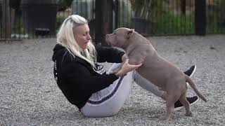 Beautiful Male Champagne Available For Sale .Son Mr.suca & Mrery.m