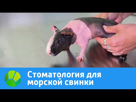 Морская свинка не ест после подрезки зубов Морская свинка не ест после подрезки зубов