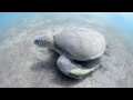 Scuba Diving Marsa Alam In Full Hd