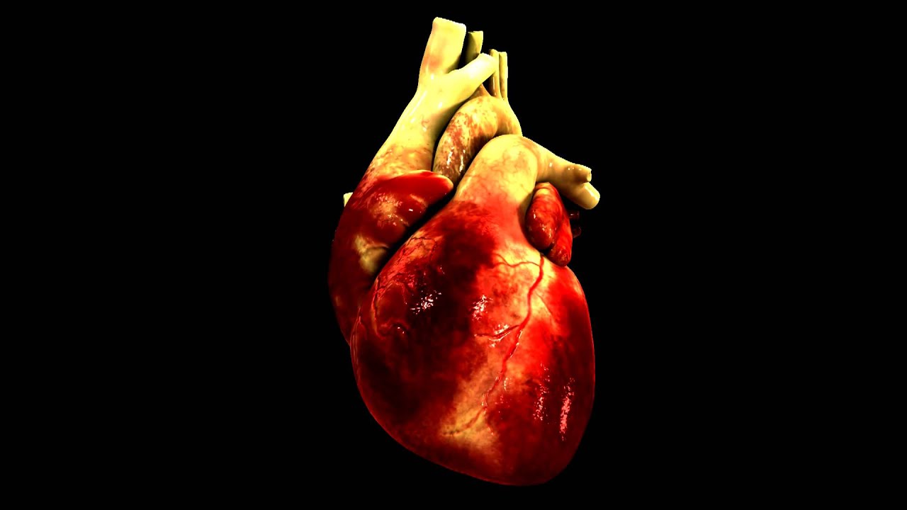 3D heart animation - YouTube