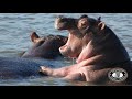 Hippos Mating, Information and Baby Hippo's
