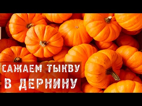 Противогрибковое средство Залаин Отзывы покупателей Зеленые выделения у женщин, причины выделений зеленого цвета