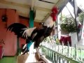 Ayam Slow Dangdut Kristal images Ayam Slow Dangdut Kristal