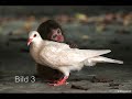 Benny Sings - Feather