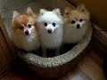 pomeranians