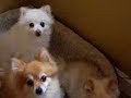 pomeranians