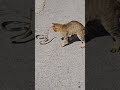 Cat vs Snake fight.