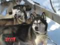 Stuck in Vermont 110: Dog Sledding