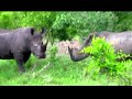 Rhinoceros jealous!! Watch this