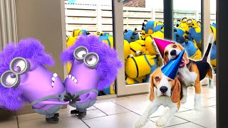 Minions In Real Life Compilation 1