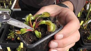 Carniplant-Plantas carnívoras-¿Cuando cortar el tallo de Dionaea muscipula?