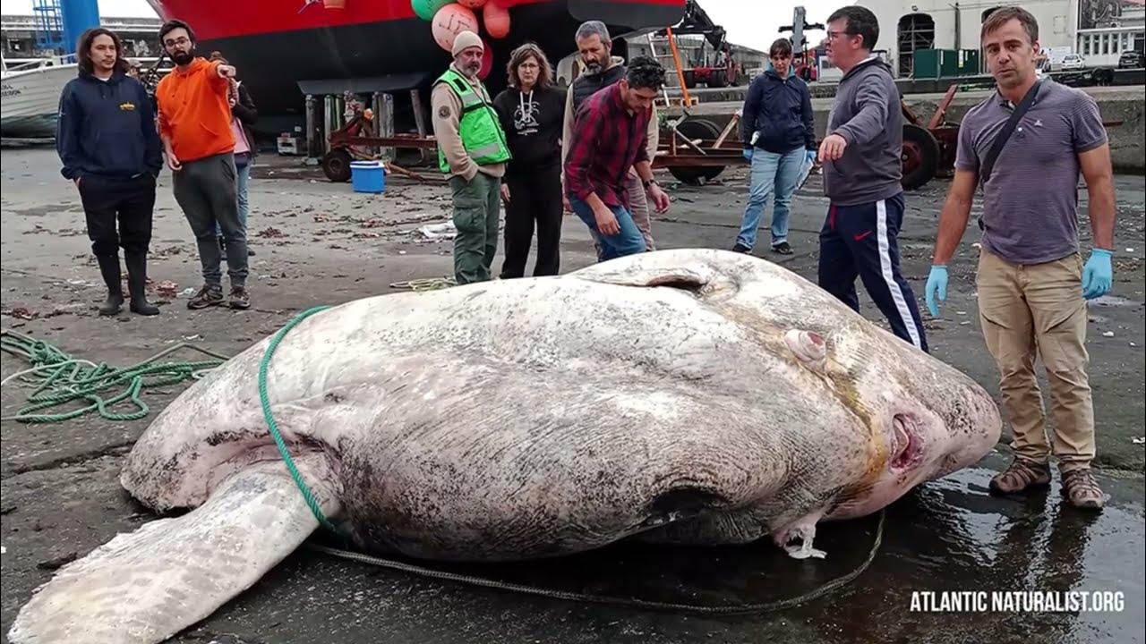 Самая большая рыба в черном море