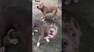 Rock Ka Beta Pitbull Dog Attack