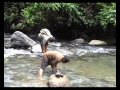 Film Mandailing Jalur Avanza (Full Movie)