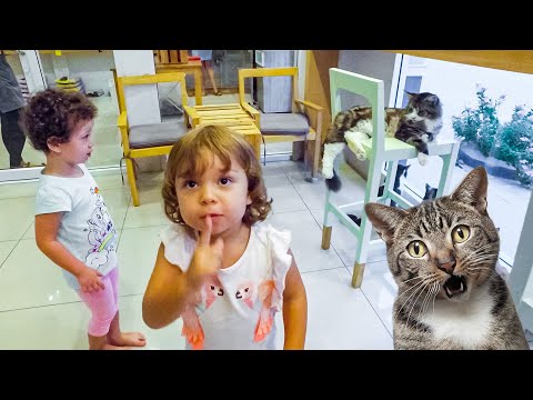 Twins and cats. Funny Cat Cafe.