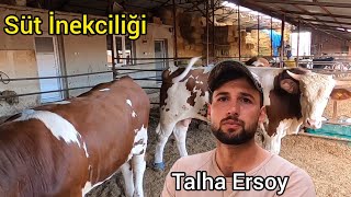 Süt İnekci̇li̇ği̇ Yapiyor Ersoylar Çiftliği Afyonkarahisar Genç Üretici Talha Ersoy