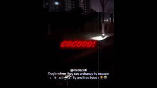 Whys Coco Running Away So Fast