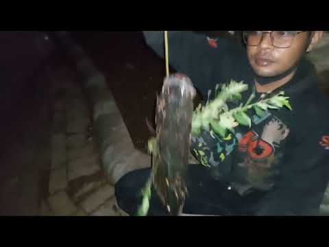 Rezeki Nomplok mencari ikan di malam hari dengan ketapel ikan#ketapelmania#slingshotfishing