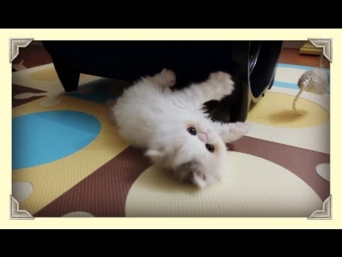 Kitten Marshmallow Too Busy Playing ( Week 7)