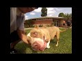 Luxury Kennels Breeding Rbg Lola X Rbg King Kaos Luxury Kennels Breeding Rbg Lola X Rbg King Kaos