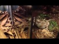 Zoo Denmark