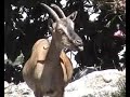 Title:Samaria Gorge in Crete Description:2 minutes 19 seconds of the famous Samaria Gorge in Crete. At 18km, the longest gorge walk in Europe. Filmed on the 9th August 2006.  ... all Â» Features rare Agrimi (Kri Kri) Goats, vultures and loads of fantastic scenery. Soundtrack 'Lasithiotikis Melodies' by Dermitzoyannis & Baritantonakis 1940-1960.