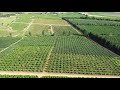 The Beautiful Grapevines of Lebanon: Enjoy West Bekaa Valley Drone Views: Wine Season is On!