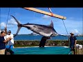 Blue Marlin Being Moved July 11 2014