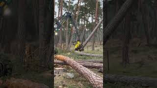 How To Save A Fallen Tree With The 1270G Hsrvester #Harvester #Johndeere #Trending #Tree #Viral