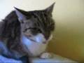 Demon Cat from Hell Video