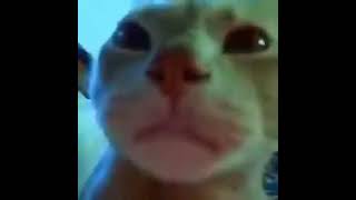 Funny Cat Caramell Dansen