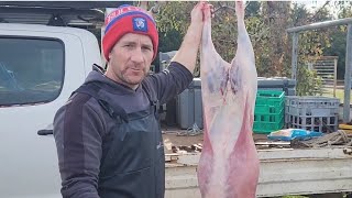 How To Gut A Lamb Goat, Deer, Pig, Etc