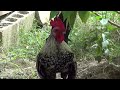 my cute bantam rooster crowing his wee heart oot vid18