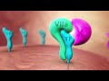 Coagulation Cascade Animation - Physiology of Hemostasis