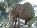 Camel Qurbani Dangerous images Camel Qurbani Dangerous