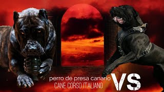 DEVLERİN KAPIŞMASI ! PRESA CANARİO VS CANE CORSO