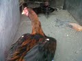 image Ayam Aduan Mental Jawara Kecil2 Sicabe Rawit
