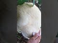 NUÔI THỎ THẢ VƯỜN CÁCH KIẾM TIỀN ĐƠN GIẢN MÀ KHÔNG PHẢI BỎ CÔNG SỨC