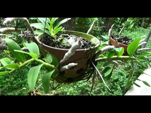 Dendrobium parishii | cách trồng phong lan trầm | lan trầm tím | Dendrobium Nestor