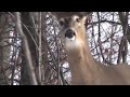 Rifle Season 2010 Deer Hunting Pennsylvania 8 images Rifle Season 2010 Deer Hunting Pennsylvania 8