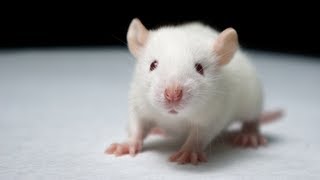 Down Syndrome Reversed In Mice | Promising Research  9/8/13