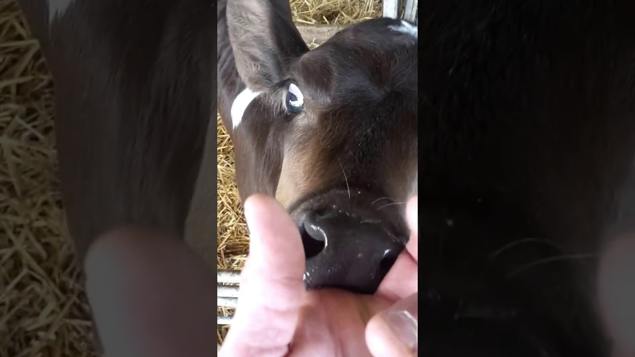 Man getting blowjob by a calf