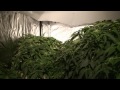 'Skunk' cannabis farm with plants worth £125k found by police in Ford, Plymouth, Devon