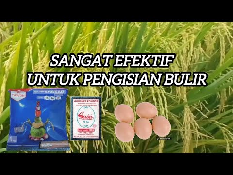 MERACIK NPK TAWON  UNTUK NUTRISI PADI