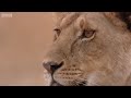 Lioness vs Cheetah - Big Cat Diary - BBC