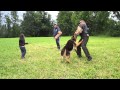 5 YEAR OLD YEAR OLD GETTING PROTECTED BY HER GERMAN SHEPHERD ...