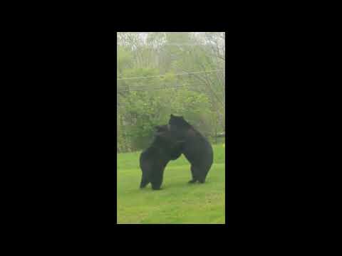 Two Bears Wrestle in Front of New Jersey Home