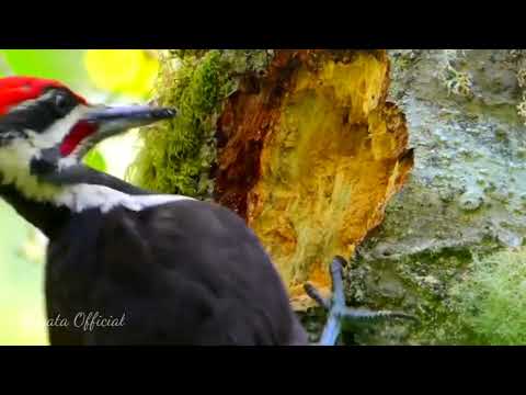 Pileated Woodpecker ‼️ Burung patuk penghancur kayu