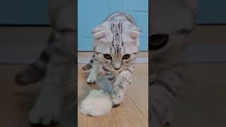Cute Cat